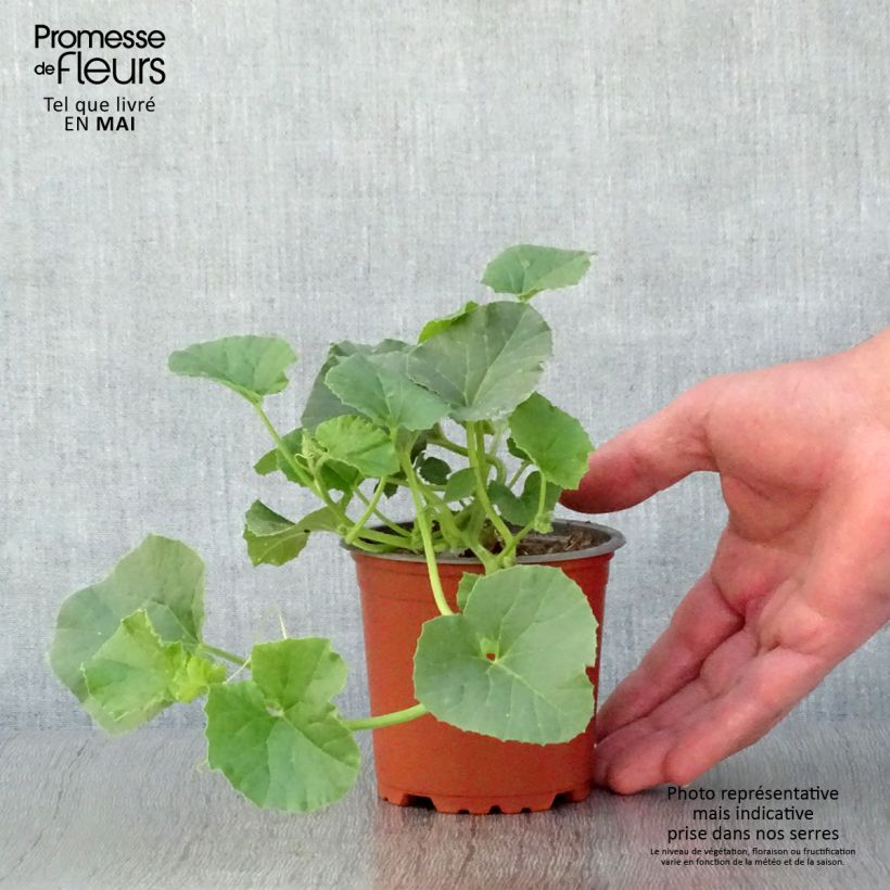 Spécimen de Melon Cyrano F1 GREFFE en plants godet de 8/9cm tel que livré au printemps