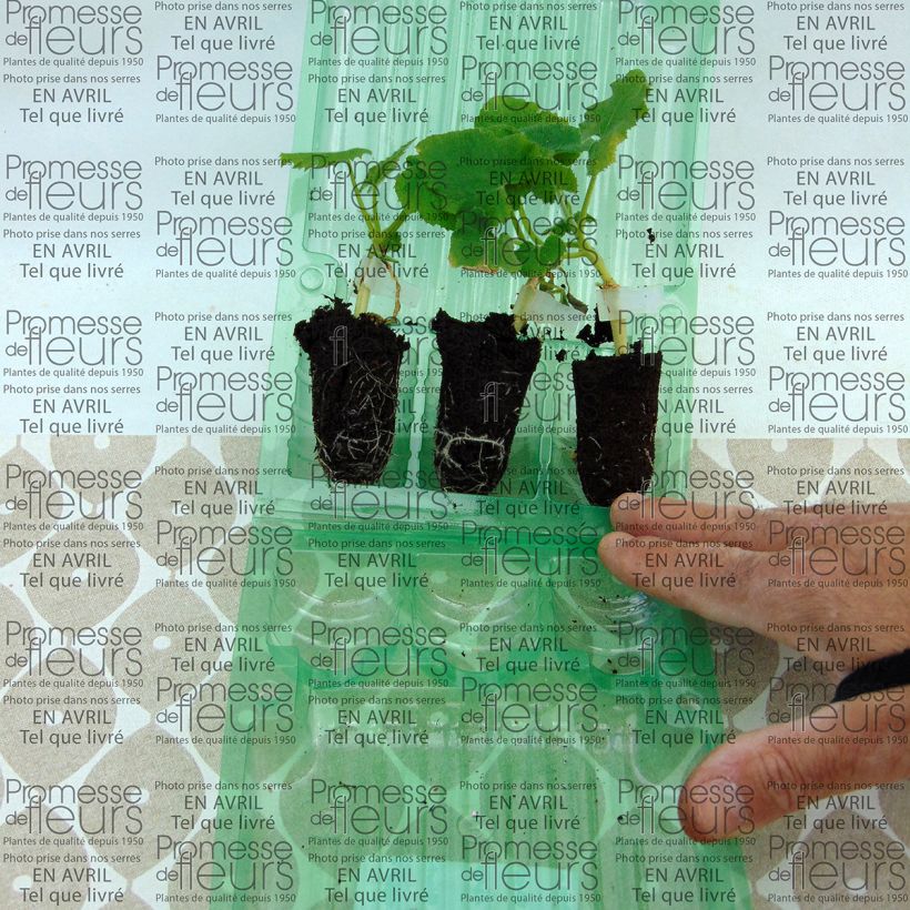 Exemple de spécimen de Melon Petit gris de Rennes en plants GREFFES - Cucumis melo Mini-motte 4 cm tel que livré