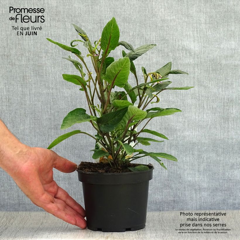Spécimen de Melon Poire - Pépino - Solanum muricatum Pot de 1,5L/2L tel que livré en été