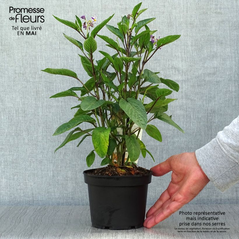 Spécimen de Melon Poire - Pépino - Solanum muricatum - Pot de 1.5L/2L tel que livré au printemps