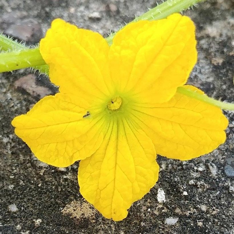 Melon charentais Santon en plant (Floraison)