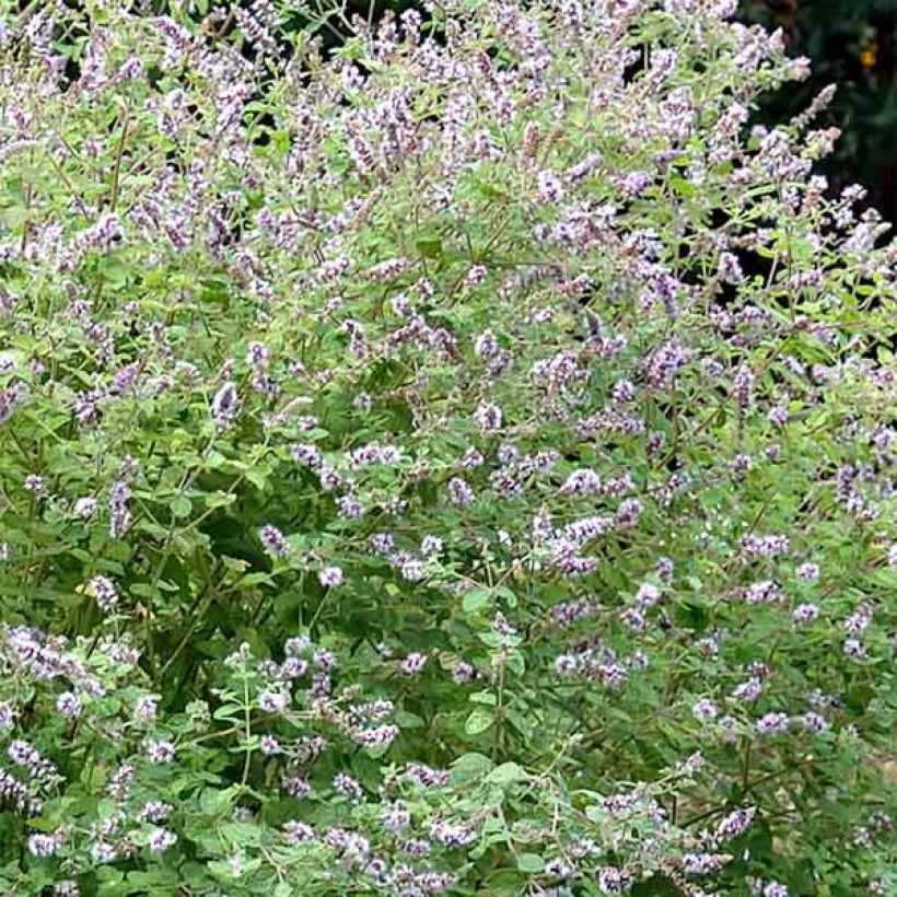 Menthe Gattefossei BIO - Menthe de Gattefosse (Floraison)