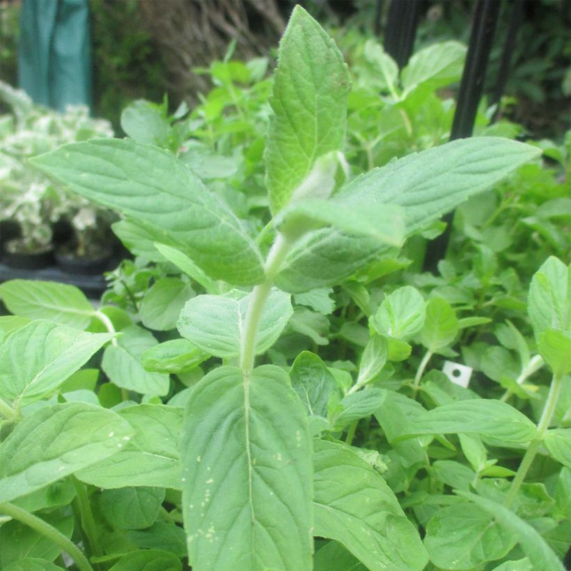 Menthe buddleia - Mentha longifolia Buddleja (Feuillage)