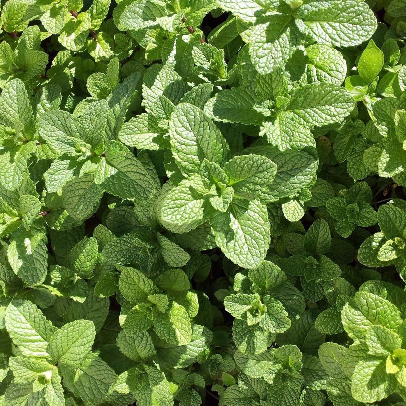 Menthe Mojito Bio - Mentha hemingwayensis en plant Bio (Feuillage)