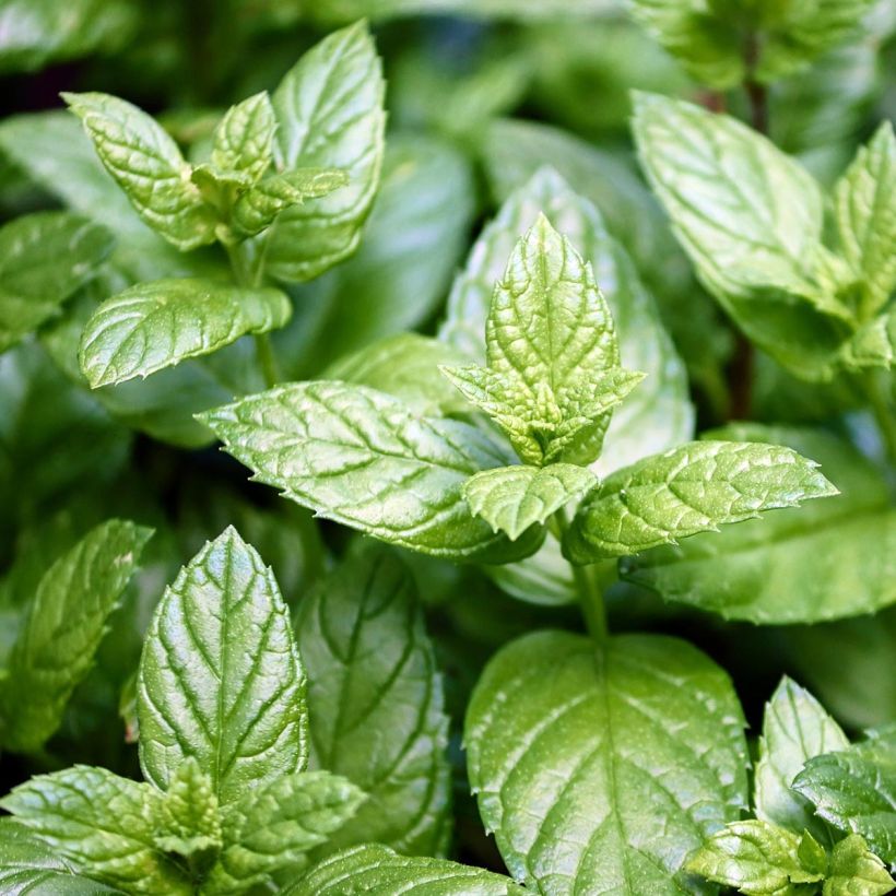 Menthe anglaise ou poivrée Citaro - Mentha piperata en plant (Feuillage)