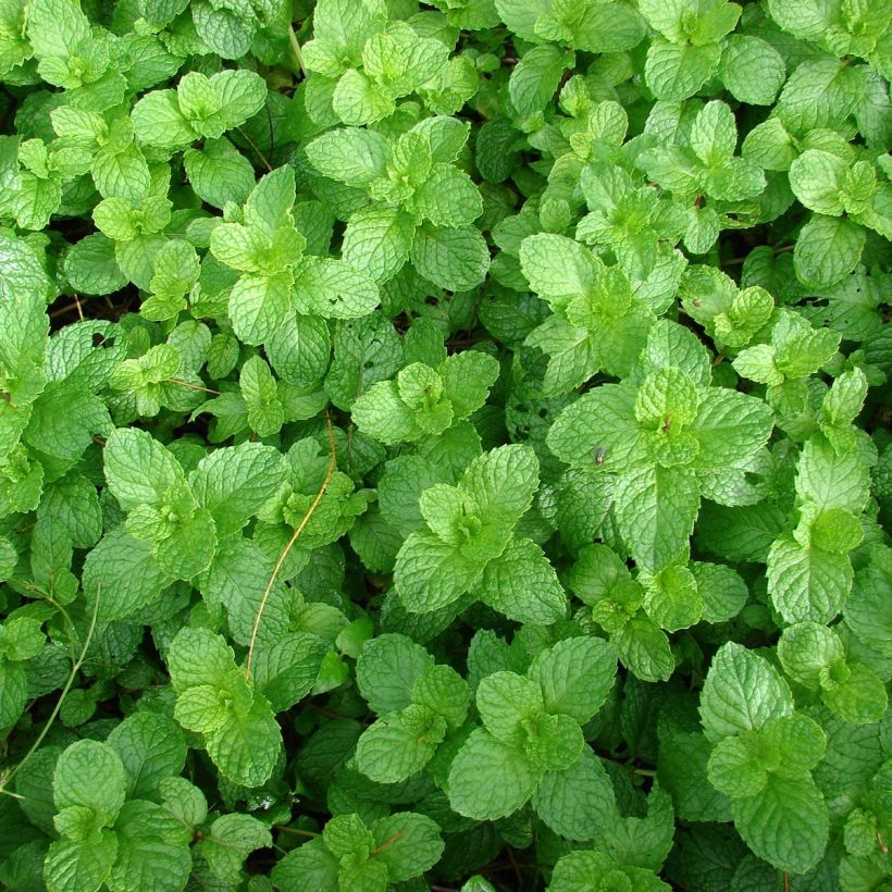 Menthe chewing gum  - Mentha spicata Yakima ® en plant (Feuillage)