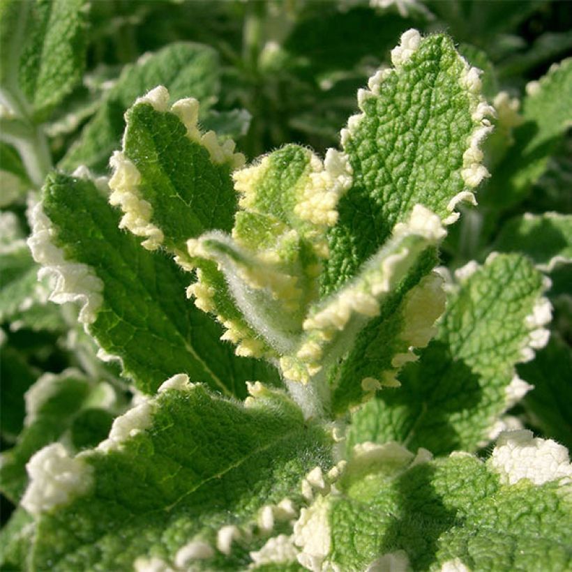 Menthe panachée - Mentha suaveolens Variegata (Feuillage)