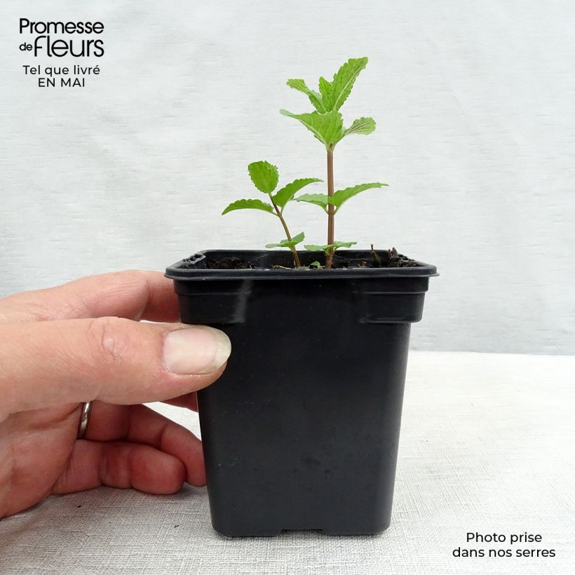 Spécimen de Menthe Algérienne BIO Godet de 7/8 cm tel que livré au printemps