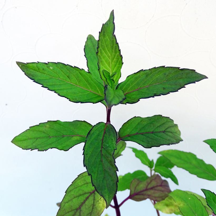 Menthe Ananas BIO - Mentha rotundifolia Ananas (Feuillage)