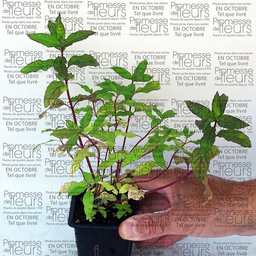 Exemple de spécimen de Menthe Ananas BIO - Mentha rotundifolia Ananas Godet de 8 cm tel que livré