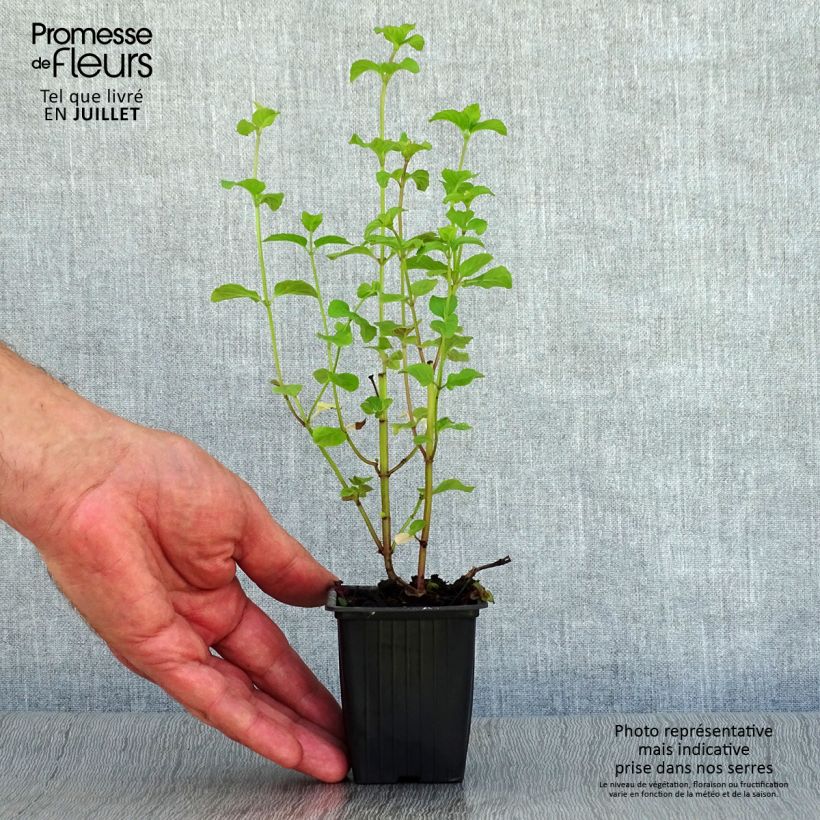 Spécimen de Menthe Bergamote BIO - Mentha citrata Bergamote Godet de 8/9 cm tel que livré en été