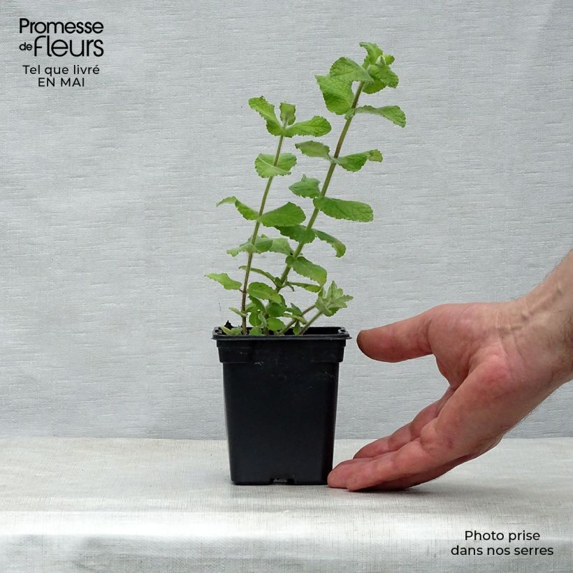 Spécimen de Menthe Bergamote BIO - Mentha citrata Bergamote Godet de 8 cm tel que livré au printemps