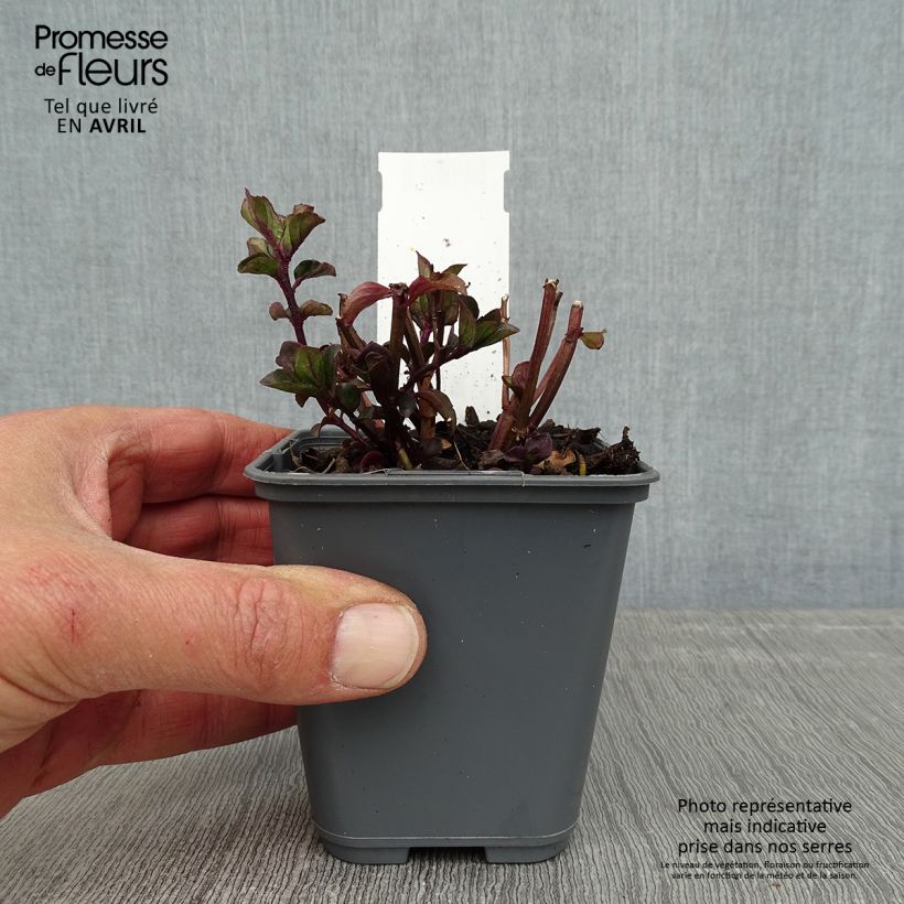 Spécimen de Menthe Bergamote - Mentha citrata Bergamote Godet de 8/9 cm tel que livré au printemps