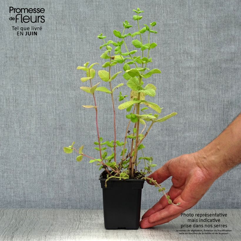 Spécimen de Menthe Blanche BIO - Mentha piperata officinalis 'Alba' Godet de 8/9 cm tel que livré en été