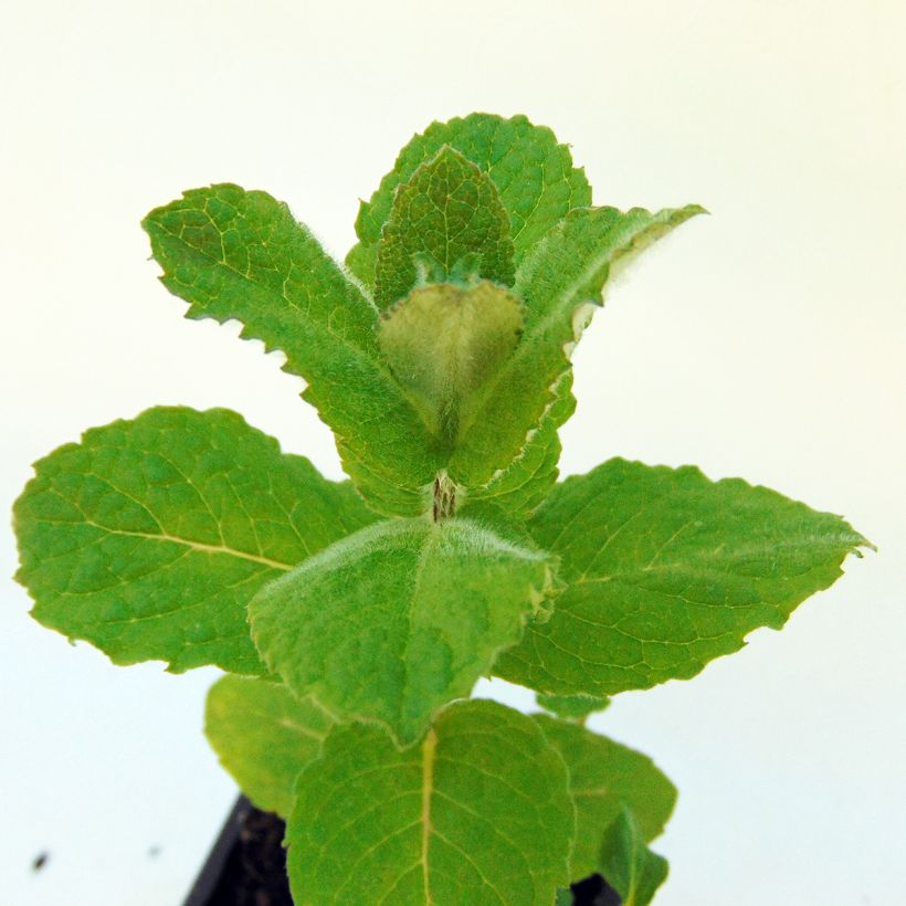 Menthe Blanche BIO - Mentha piperata officinalis 'Alba' (Feuillage)