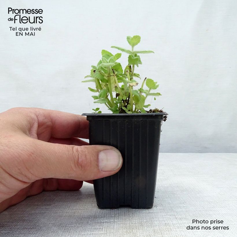 Spécimen de Menthe Blanche BIO - Mentha piperata officinalis 'Alba' Godet de 8 cm tel que livré au printemps