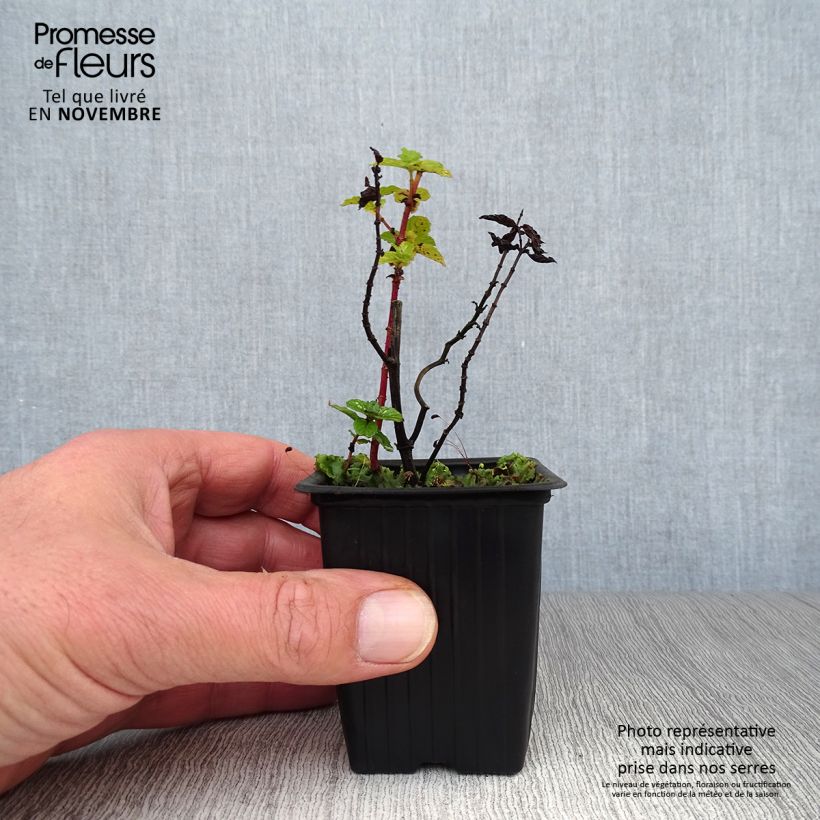 Spécimen de Menthe Chinoise BIO - Mentha  haplocalyx Godet de 8/9 cm tel que livré en automne