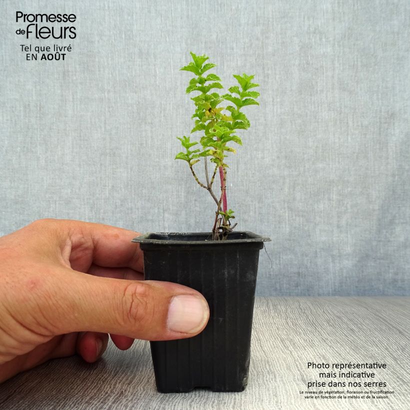 Spécimen de Menthe Chinoise BIO - Mentha  haplocalyx Godet de 8/9 cm tel que livré en été