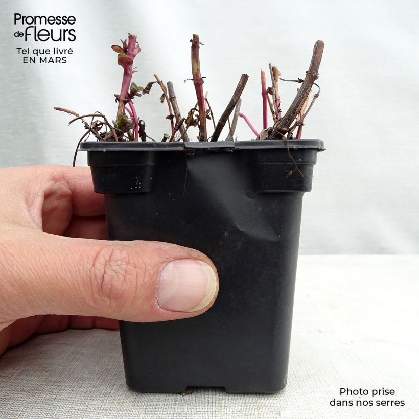 Spécimen de Menthe Chinoise BIO - Mentha  haplocalyx Godet de 8 cm tel que livré au printemps