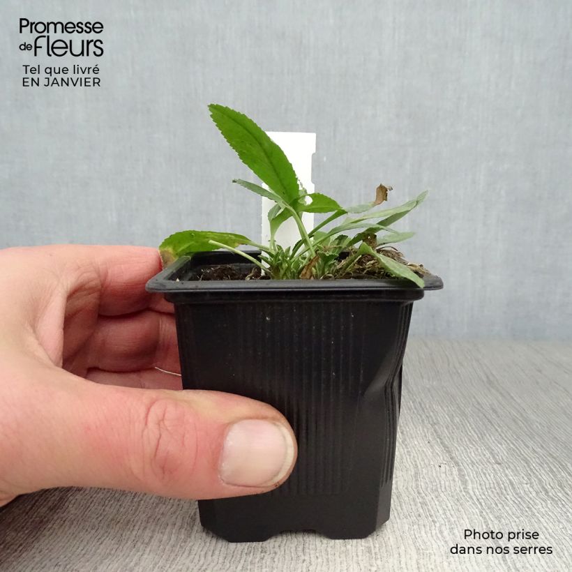 Spécimen de Menthe Coq - Tanacetum balsamita Godet de 7/8 cm tel que livré en hiver