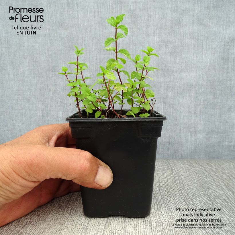 Spécimen de Menthe Gingembre BIO - Mentha piperita Ginger Godet de 7/8 cm tel que livré en été
