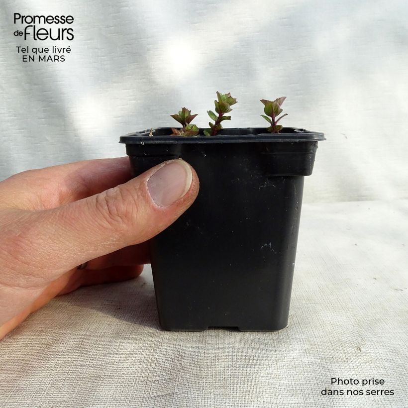 Spécimen de Menthe Goût d'Orange BIO - Mentha citrata Goût d'Orange Godet de 8 cm tel que livré au printemps