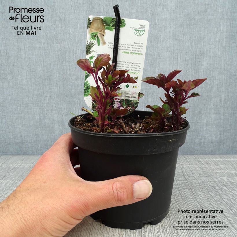 Spécimen de Menthe Goût d'Orange - Mentha citrata Goût d'Orange  Pot de 1,5L/2L tel que livré au printemps