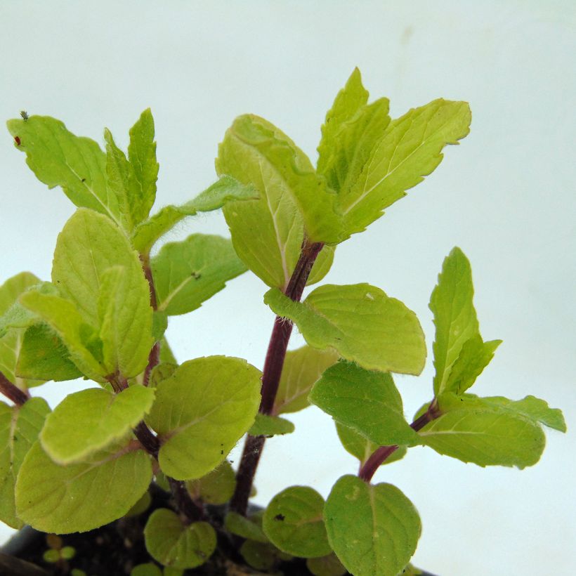 Menthe - Mentha spicata Wintergreen BIO (Feuillage)