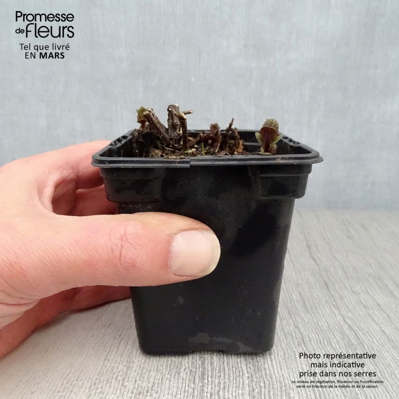 Spécimen de Menthe - Mentha spicata Wintergreen BIO Godet de 8 cm tel que livré au printemps