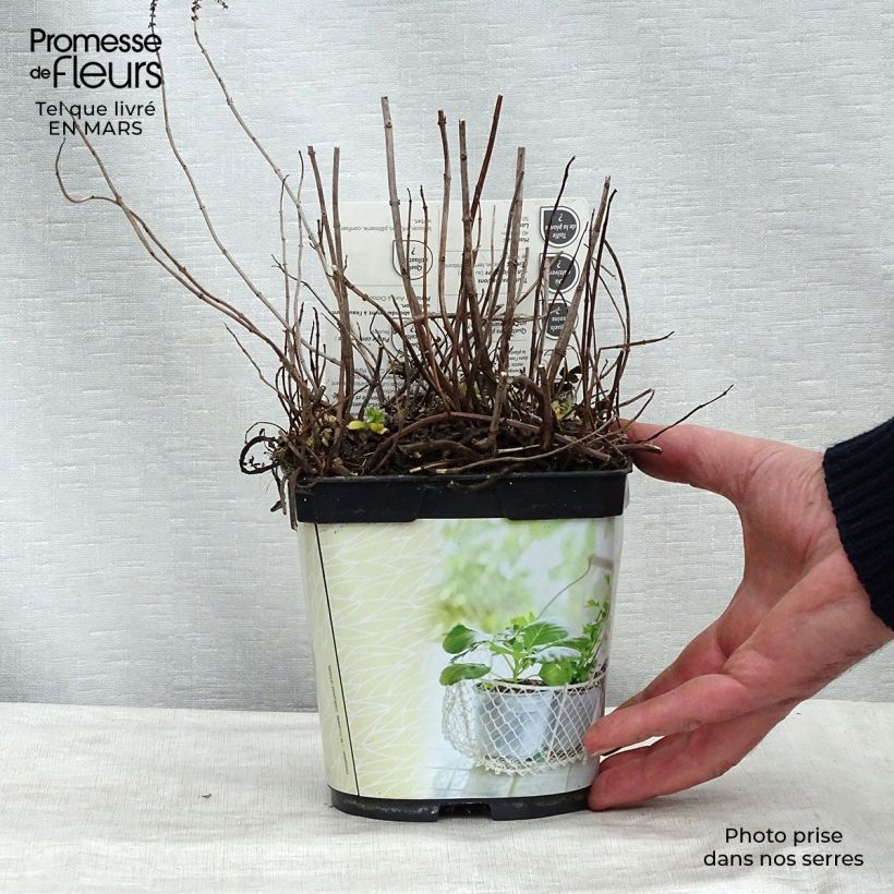 Spécimen de Menthe Mojito Bio - Mentha hemingwayensis en plant Bio Pot de 1L/1,5L tel que livré en hiver