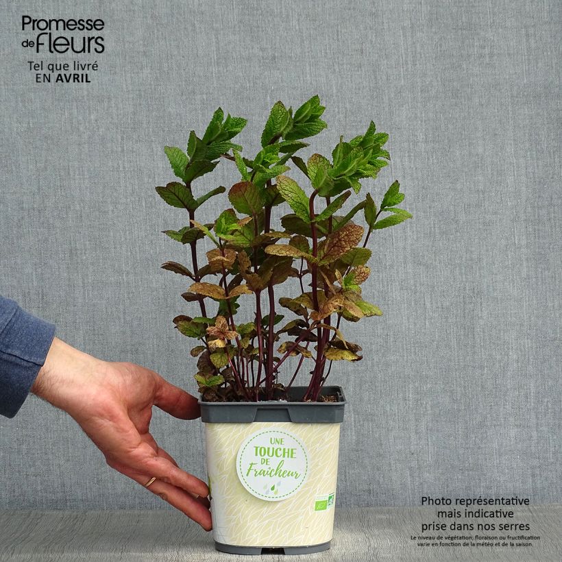 Spécimen de Menthe Mojito Bio - Mentha hemingwayensis en plant Bio - pot de 1L./1.5L. tel que livré au printemps