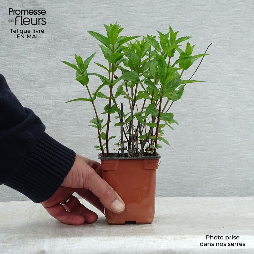 Spécimen de Menthe Mojito BIO - Mentha hemingwayensis Godet de 7/8 cm tel que livré au printemps