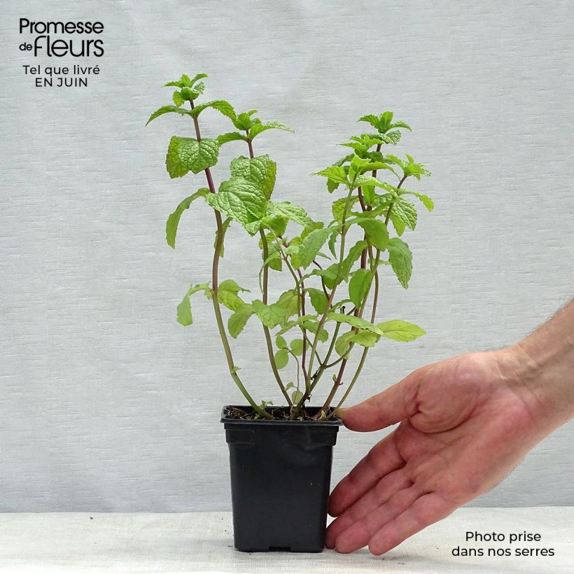 Spécimen de Menthe Mojito BIO - Mentha hemingwayensis Godet de 7/8 cm tel que livré en été