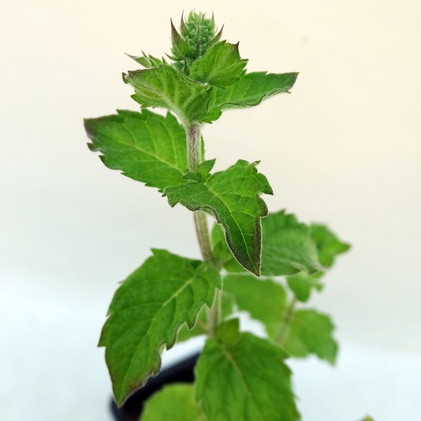 Menthe Pamplemousse BIO - Mentha citrata Grapefruit (Feuillage)