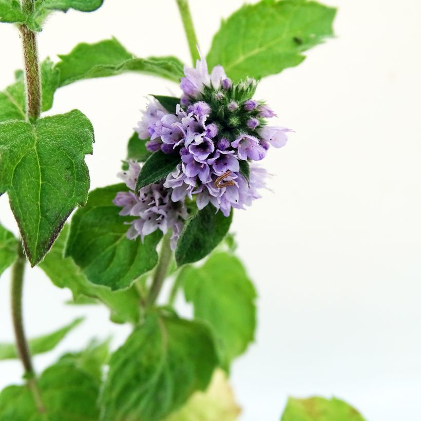 Menthe Pamplemousse BIO - Mentha citrata Grapefruit (Floraison)