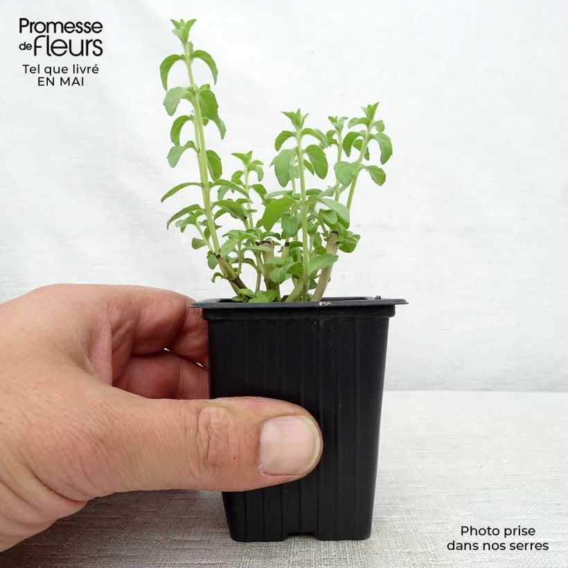 Spécimen de Menthe Pouliot - Mentha pulegium Godet de 8 cm tel que livré au printemps