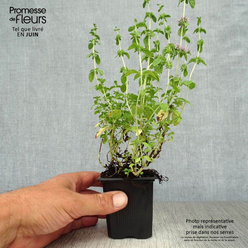 Spécimen de Menthe Pouliot - Mentha pulegium Godet de 8/9 cm tel que livré en été