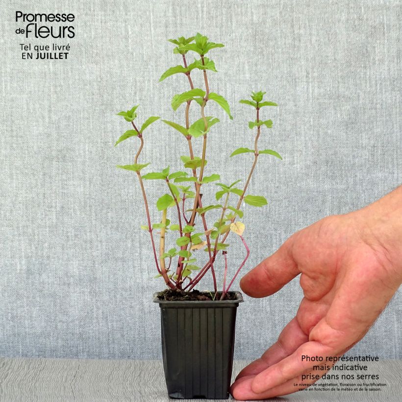 Spécimen de Menthe Réglisse BIO - Mentha x piperita Réglisse Godet de 7/8 cm tel que livré en été