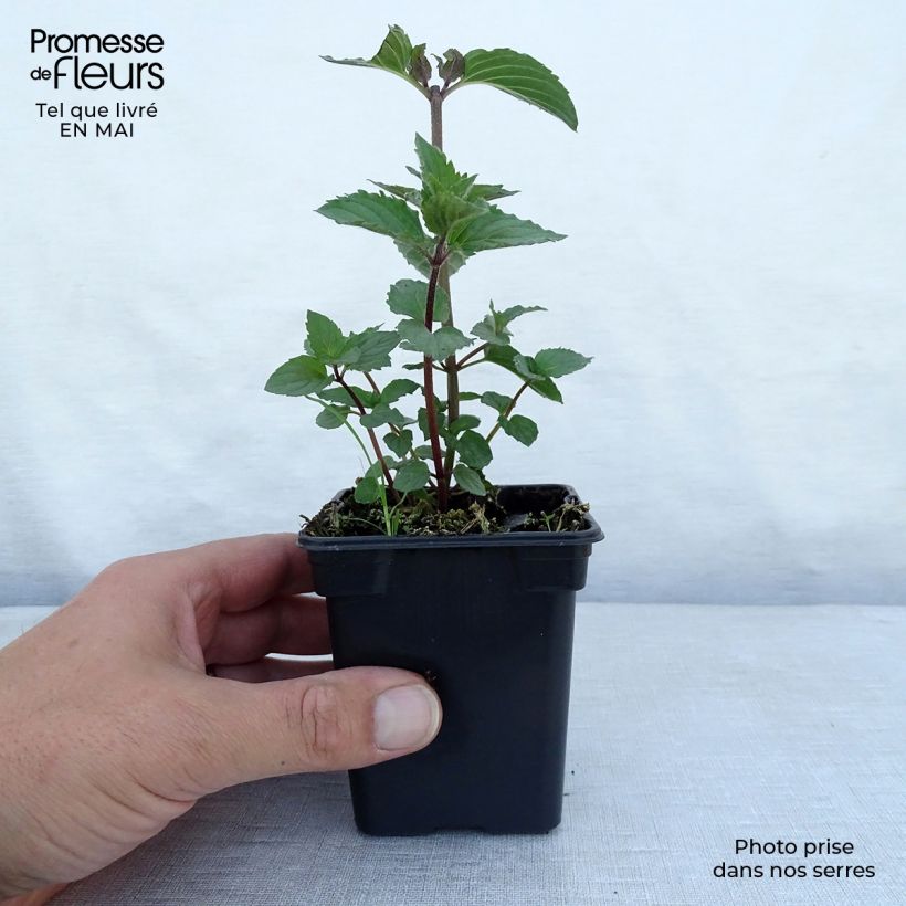 Spécimen de Menthe Réglisse BIO - Mentha x piperita Réglisse Godet de 7/8 cm tel que livré au printemps