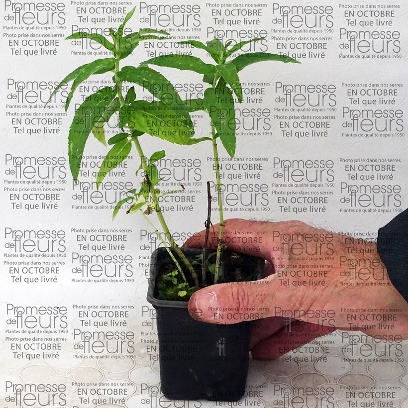Exemple de spécimen de Menthe africaine BIO - Mentha capensis Godet de 8 cm tel que livré
