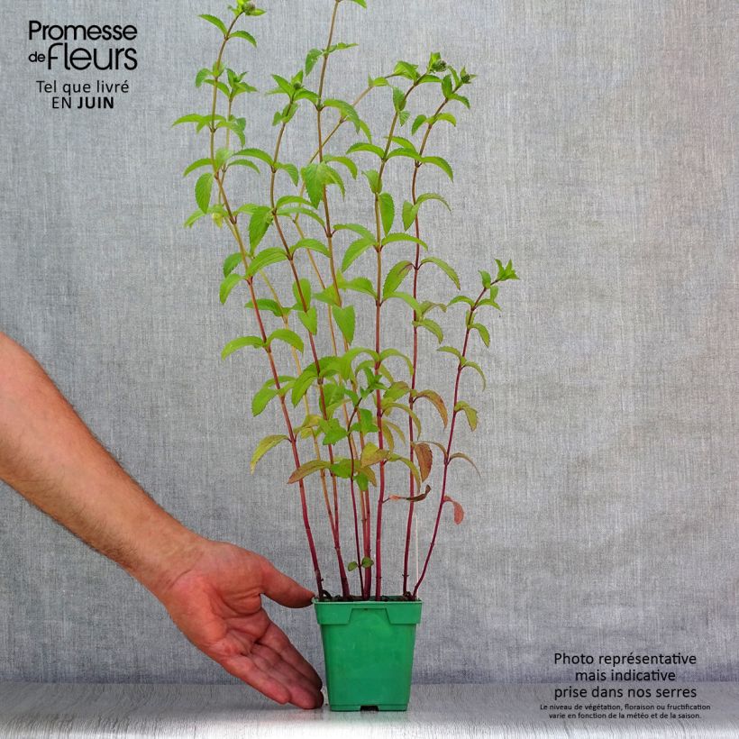 Spécimen de Menthe anglaise ou poivrée Citaro - Mentha piperata en plant Pot de 10 cm/11cm tel que livré en été