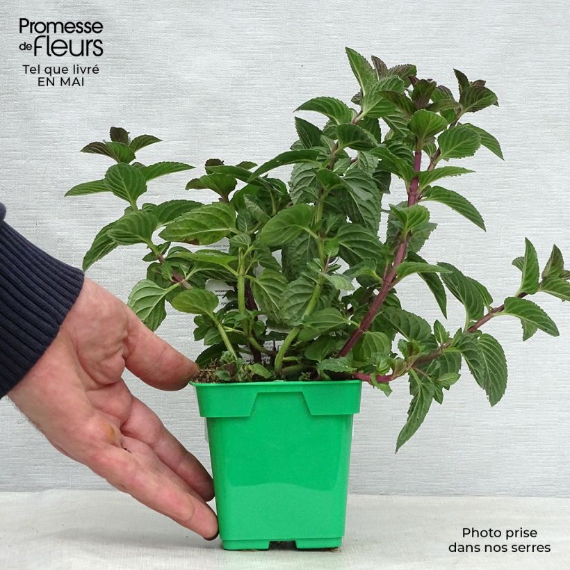 Spécimen de Menthe anglaise ou poivrée Citaro - Mentha piperata en plant tel que livré au printemps