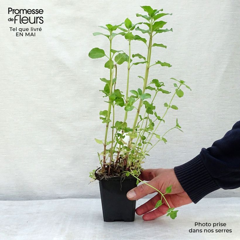 Spécimen de Menthe aquatique - Mentha aquatica Godet de 8 cm tel que livré au printemps