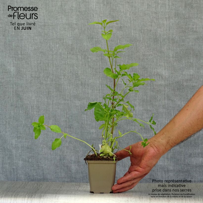 Spécimen de Menthe aquatique - Mentha aquatica Godet de 8/9 cm tel que livré en été