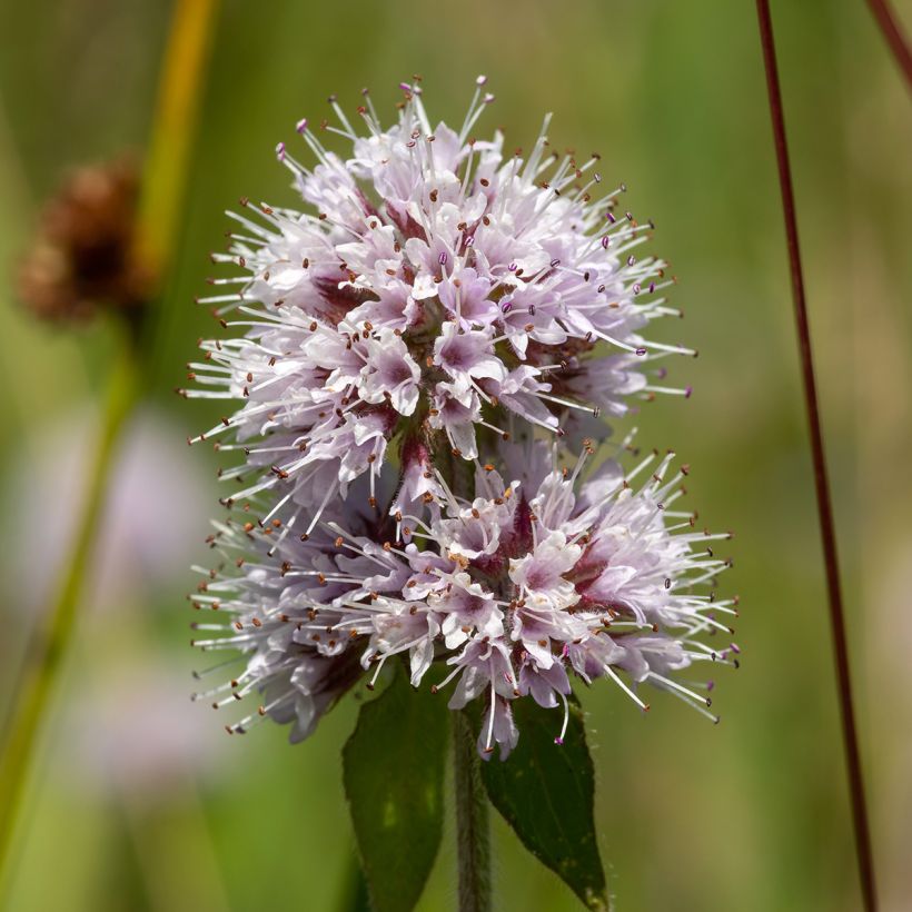 Menthe aquatique - Mentha aquatica (Floraison)