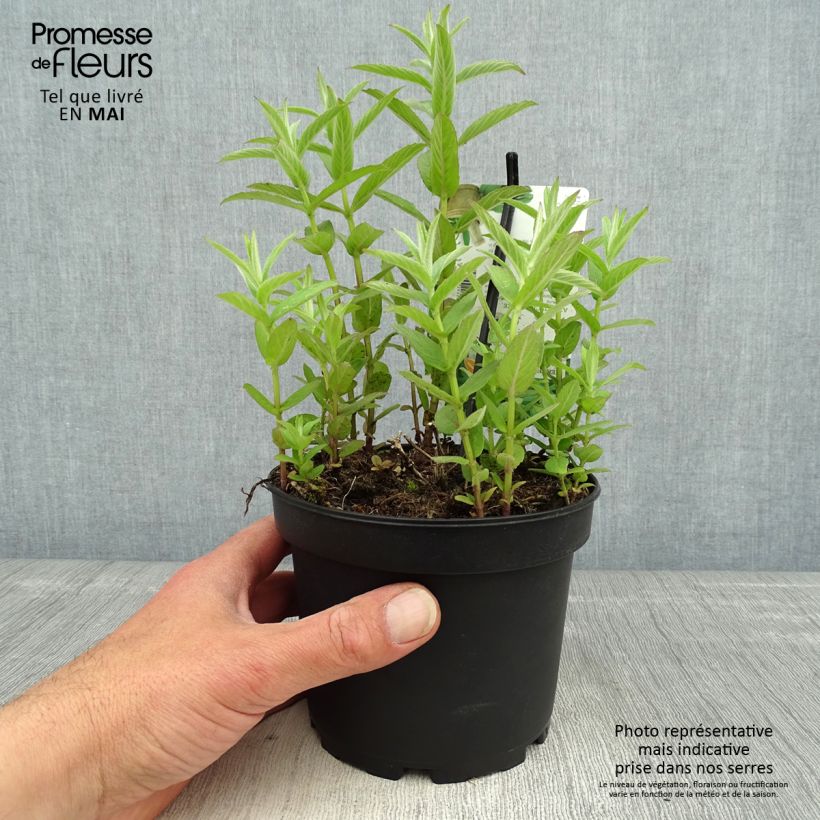 Spécimen de Menthe asiatique - Mentha asiatica asian pot de 1.5L/2L tel que livré au printemps