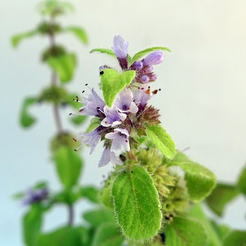 Menthe banane BIO - Mentha arvensis Banana (Floraison)