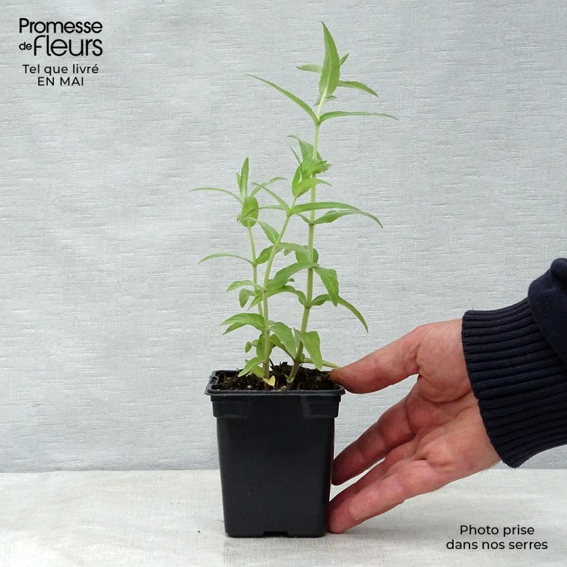 Spécimen de Menthe buddleia - Mentha longifolia Buddleja Godet de 8 cm tel que livré au printemps