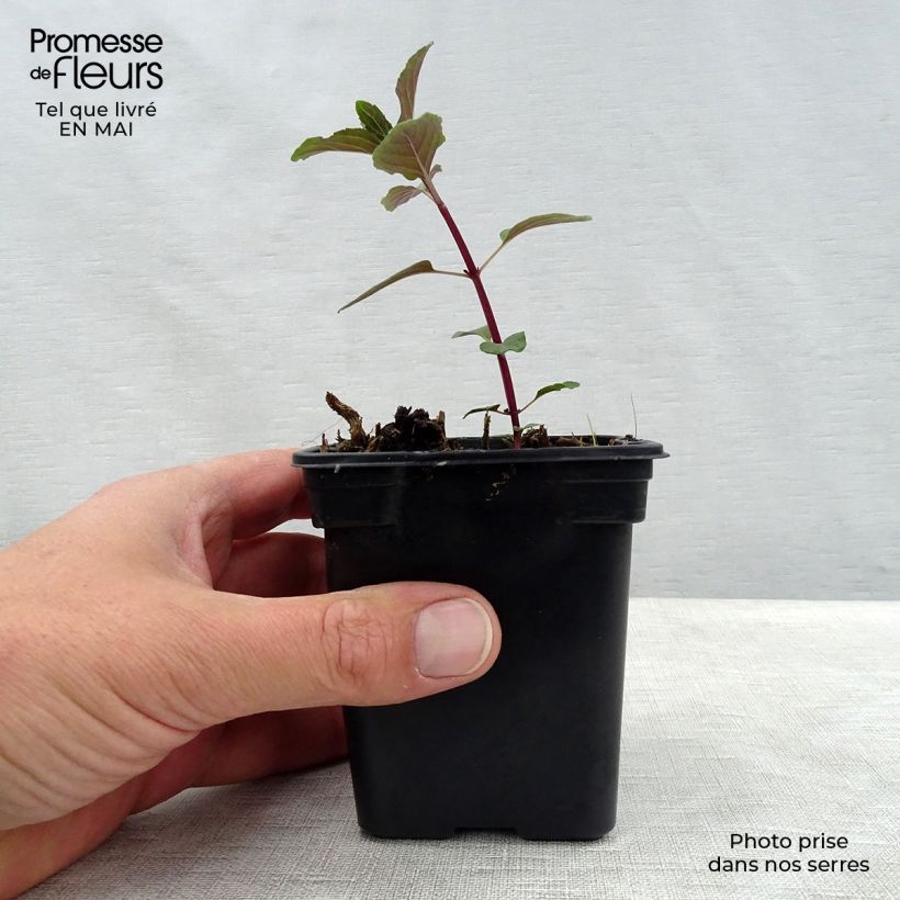 Spécimen de Menthe chocolat - Mentha x piperita schocominze Godet de 8 cm tel que livré au printemps