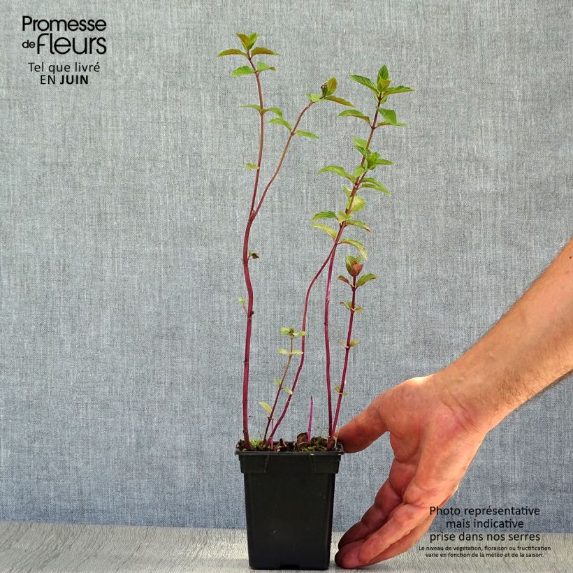 Spécimen de Menthe chocolat - Mentha x piperita schocominze Godet de 8/9 cm tel que livré en été